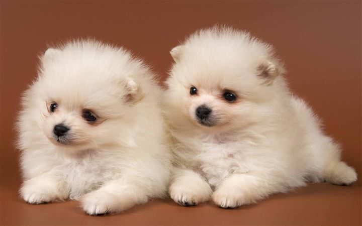 Pomeranian Puppies MacBook Pro wallpaper