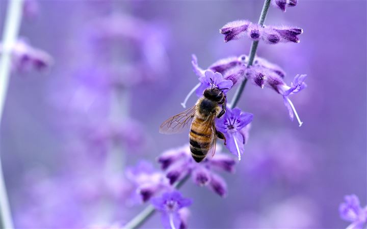 Purple flower and bee MacBook Pro wallpaper