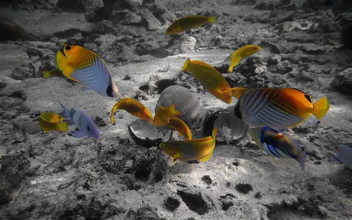 Rarotonga Underwater MacBook Pro wallpaper