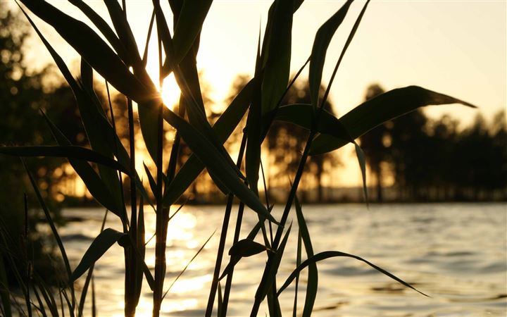 Reed Sunset MacBook Pro wallpaper