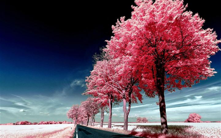 Roadside Pink Trees MacBook Pro wallpaper