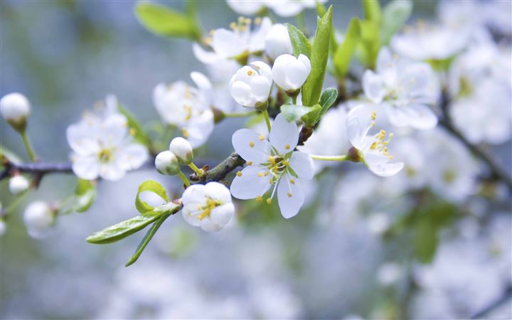 Spring Blossoms MacBook Pro wallpaper