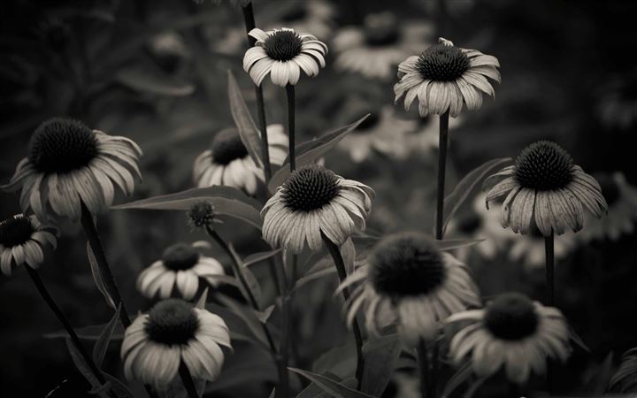 Summer In Black And White MacBook Pro wallpaper
