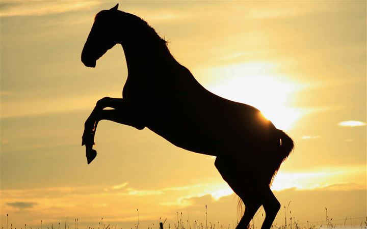 Sunset Horse MacBook Pro wallpaper