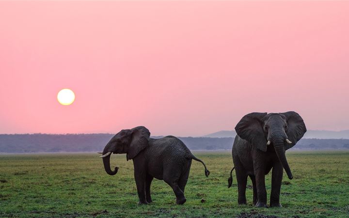 The African elephants. MacBook Pro wallpaper