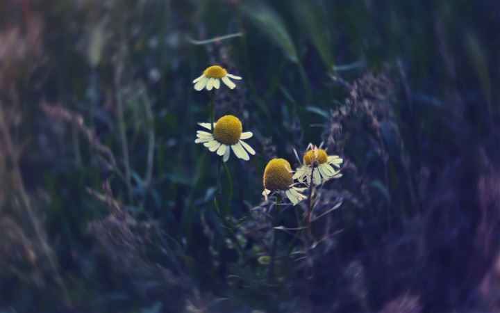 The Chamomile MacBook Pro wallpaper