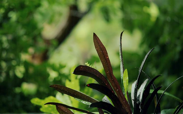 The Leaves MacBook Pro wallpaper