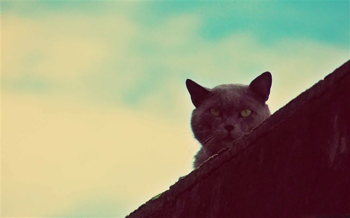 The Observing MacBook Pro wallpaper