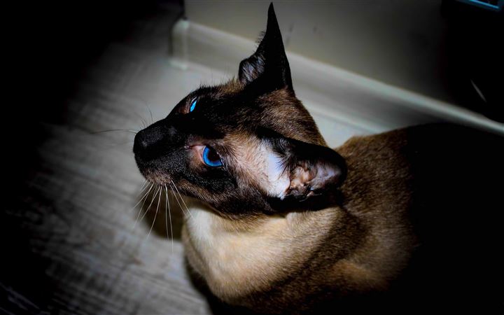 The Siamese MacBook Pro wallpaper