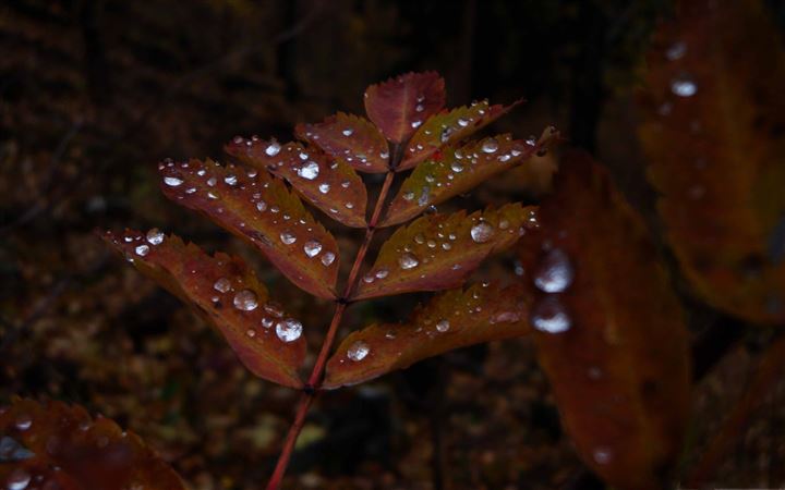 Wet Rust Colored Leaves MacBook Pro wallpaper
