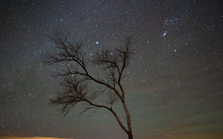 a lone tree under a night sky with stars MacBook Pro wallpaper