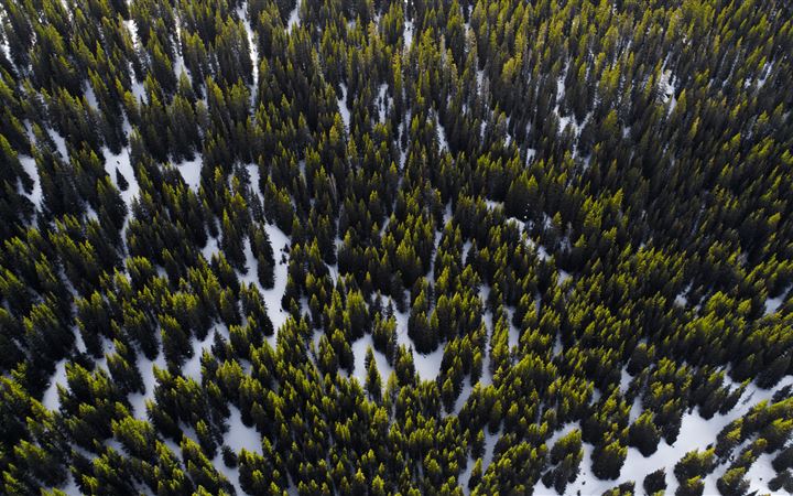 aerial photography of trees in winter at daytime MacBook Pro wallpaper