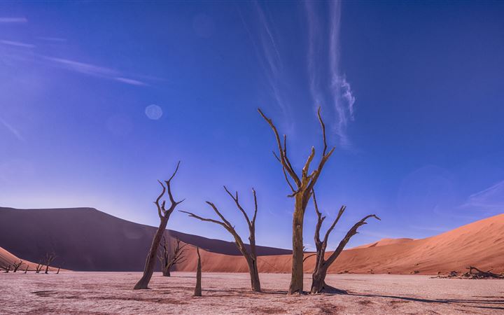 bare trees on desert MacBook Pro wallpaper