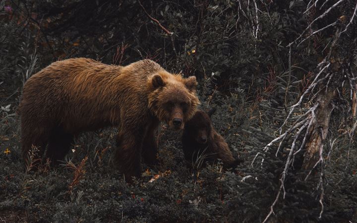brown bear with cub MacBook Pro wallpaper
