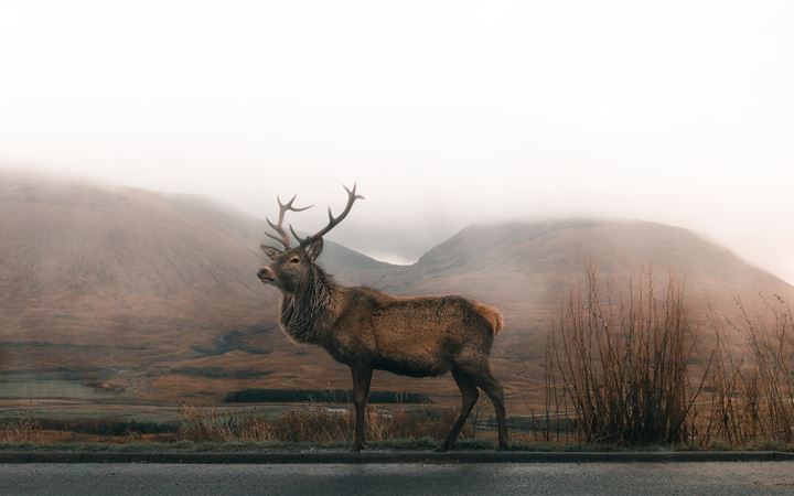 brown deer on road under gray sky MacBook Pro wallpaper