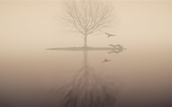 fog lake silhouette tree birds MacBook Pro wallpaper