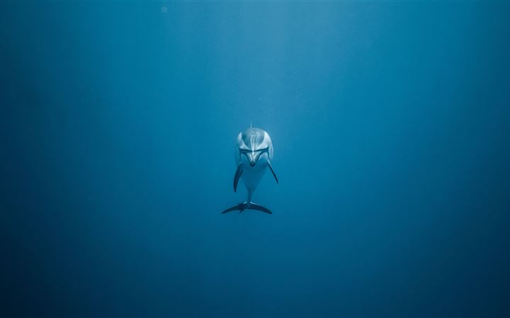 gray dolphin underwater MacBook Pro wallpaper