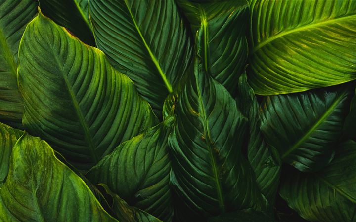 green leafed plant MacBook Pro wallpaper