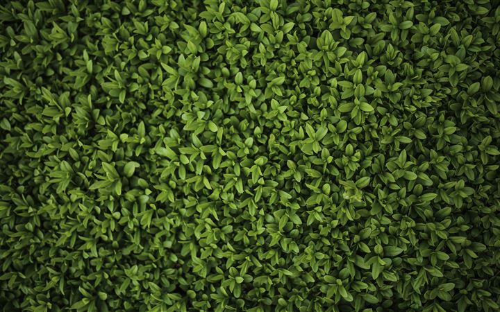 green plants leaves 5k MacBook Pro wallpaper