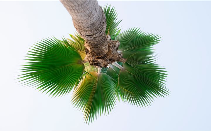 low angle photography of palm tree MacBook Pro wallpaper