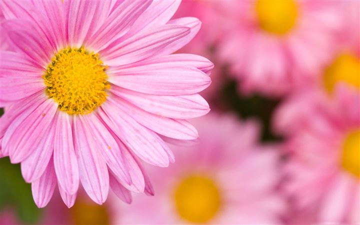 pale Pink Chrysanthemum MacBook Pro wallpaper