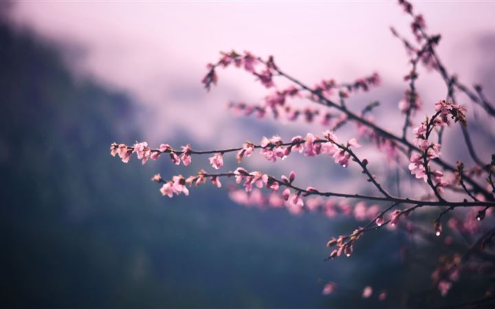 pink blossom tree branch spring 5k MacBook Pro wallpaper