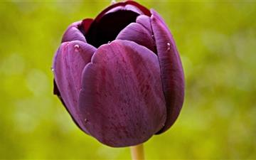 Burgundy Tulip Flower MacBook Pro wallpaper