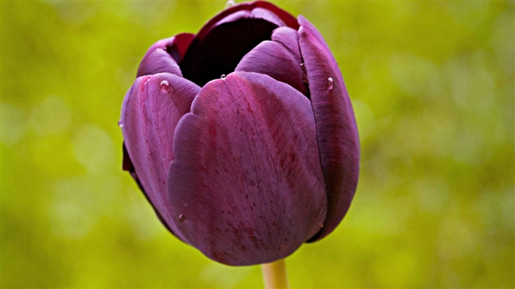Burgundy Tulip Flower Mac Wallpaper