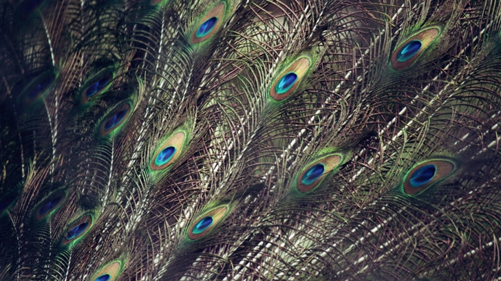 Peacock Wings Mac Wallpaper
