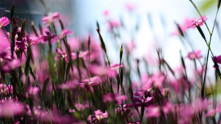 Pink Dianthus Field Mac Wallpaper