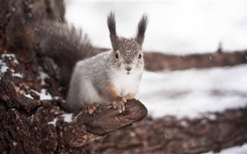Squirrel Winter MacBook Pro wallpaper