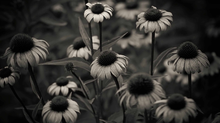 Summer In Black And White Mac Wallpaper