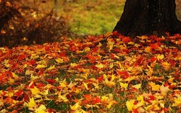Red And Yellow Autumn Leaves All Mac wallpaper