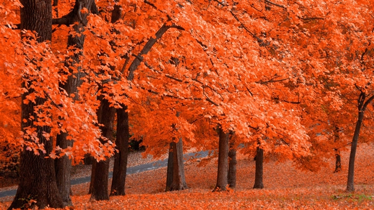 Beautiful Autumn Leafage Mac Wallpaper