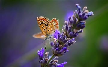 Butterfly On LavenderFlower All Mac wallpaper