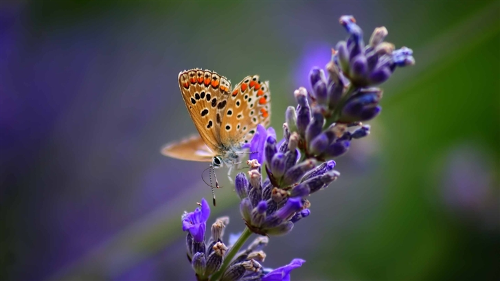 Butterfly On LavenderFlower Mac Wallpaper