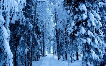 Forest Trails In The Snow All Mac wallpaper