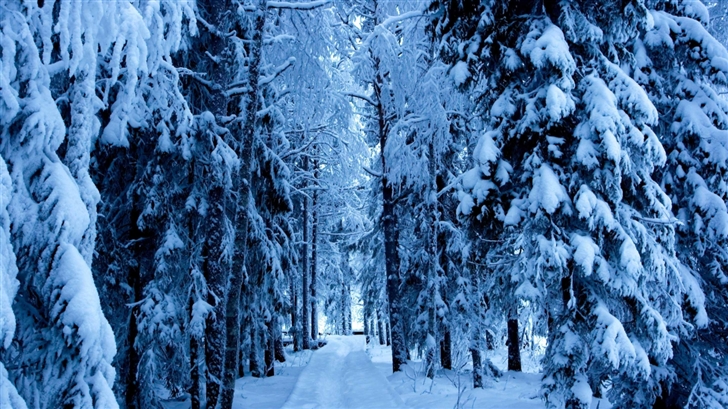 Forest Trails In The Snow Mac Wallpaper
