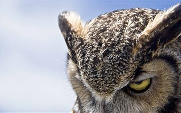Great Horned Owl Sullen All Mac wallpaper