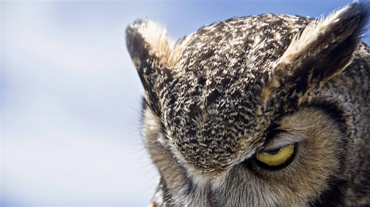 Great Horned Owl Sullen Mac Wallpaper