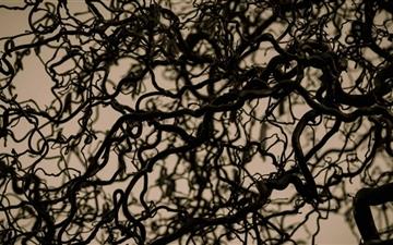 Hazelnut Tree Branches All Mac wallpaper