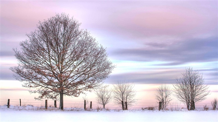 Trees And Fence Winter Mac Wallpaper