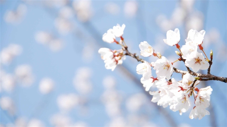 Cherry Blossom  Mac Wallpaper