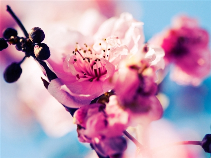 Beautiful Cherry Blossoms Mac Wallpaper