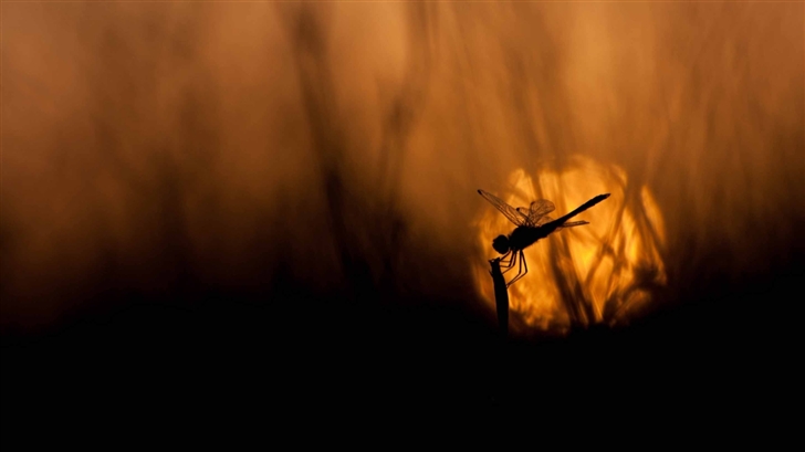 Dragonfly At Sunset Mac Wallpaper