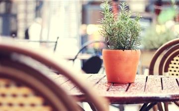 Plant On A Cafe Table All Mac wallpaper