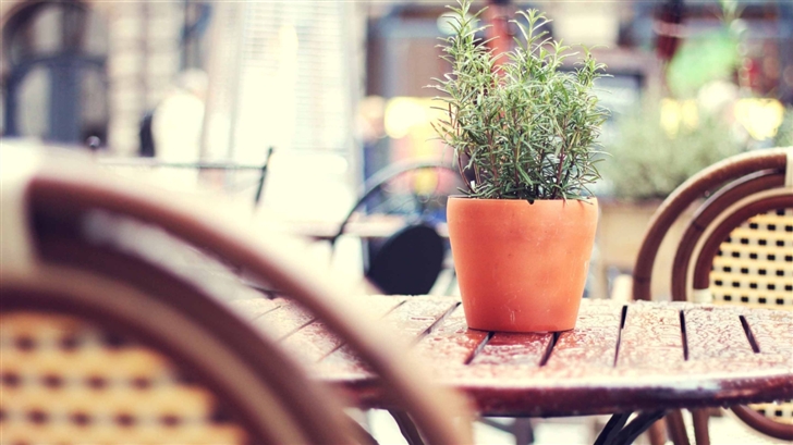 Plant On A Cafe Table Mac Wallpaper