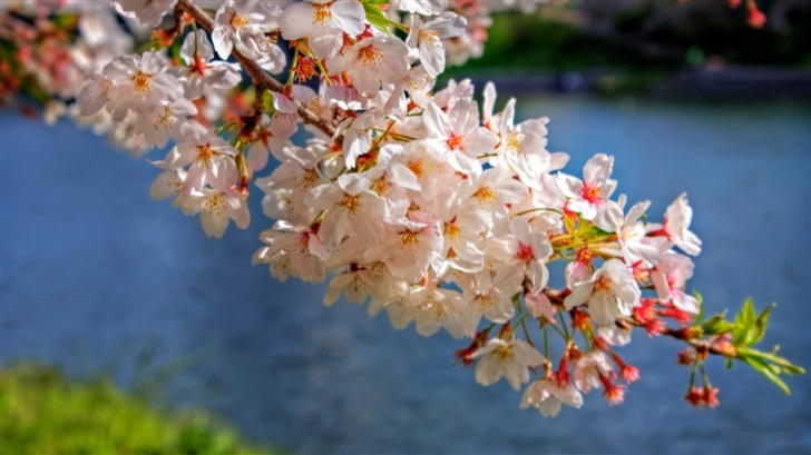 Sakura Blossom Branch Mac Wallpaper