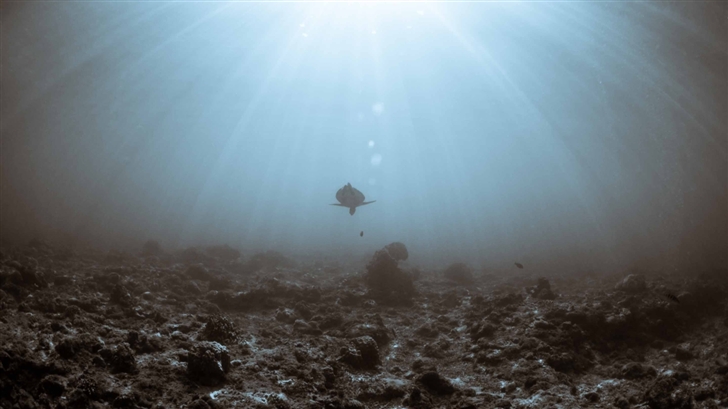 Sea Turtle Underwater Mac Wallpaper