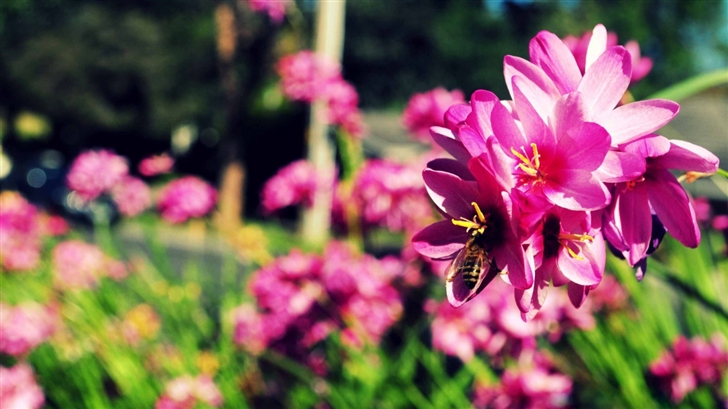 Bees And Flowers Mac Wallpaper